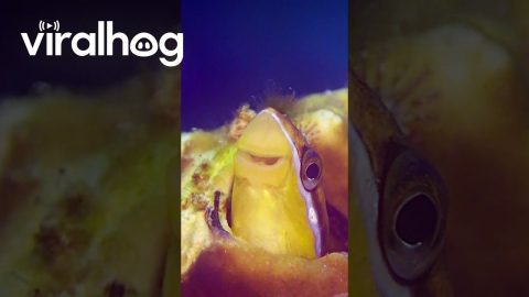 Smiling Fish || ViralHog