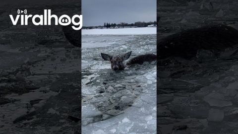 Deer Ice Rescue At Les Cheneaux Islands || ViralHog