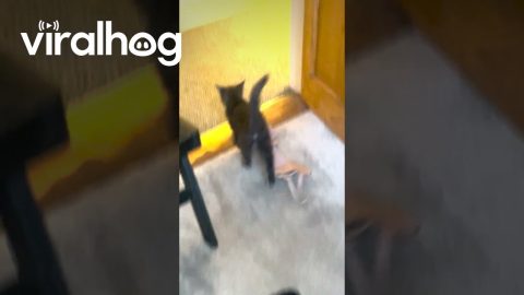 Kittens New Favorite Toy || ViralHog