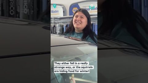 Squirrels Hide Pinecones INSIDE Car || ViralHog