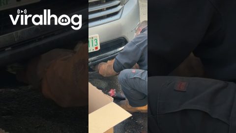 Man Gently Rescues Owl Stuck in SUV Grill || ViralHog