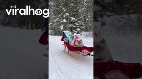 Santa Meows Is Coming To Town || ViralHog