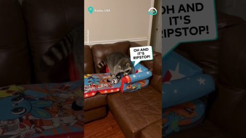 Raccoon Gets New Couch Bed || ViralHog