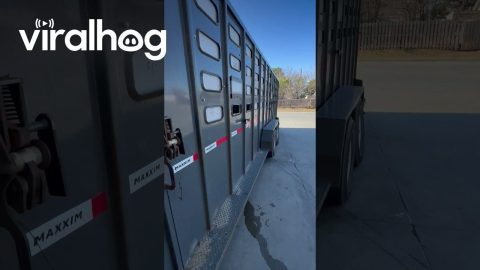 Modern-Day Noah's Ark Transports Pups And Ponies || ViralHog