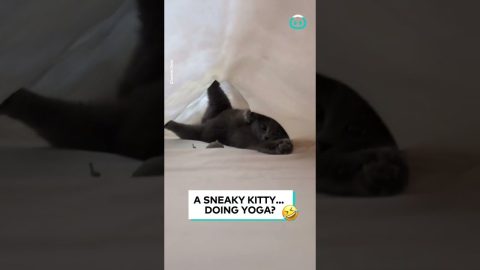 Cat Discovered Doing Yoga || ViralHog