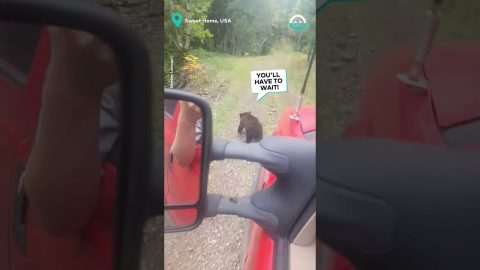 Bear Holds Up Traffic || ViralHog
