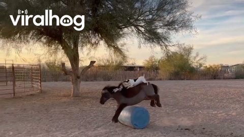 Dog Rides on Jumping Mini Horse's Back || ViralHog