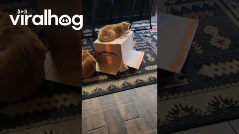 Orange Cat Emerges From Underneath Cardboard Box || ViralHog