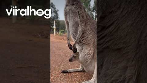 Meeting a Mama Kangaroo and Its Baby || ViralHog