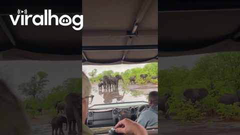 Elephant Slips in Muddy Puddle || ViralHog
