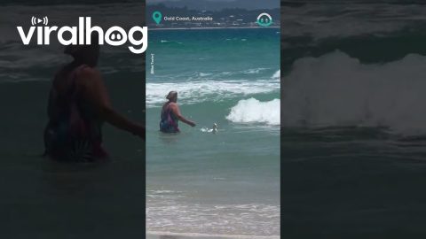 Pet Duck Visits Beach || ViralHog
