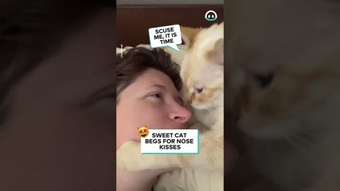 Adorable Cat Kisses || ViralHog