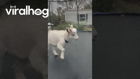 Goat Jumps On Trampoline || ViralHog