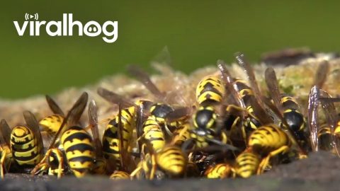 Honey Bees, Wasps, Field Wasps, And Hornets Gather At Drinking Trough || ViralHog