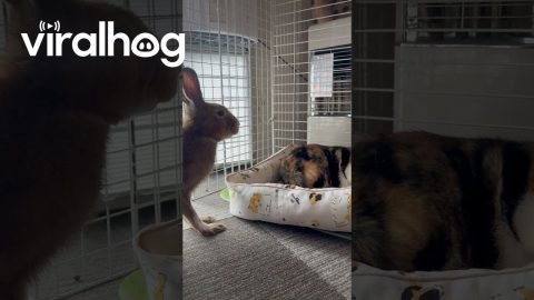 Rabbit Bullies Cat out of Bed || ViralHog