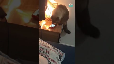 Cranky cat HATES alarm || ViralHog