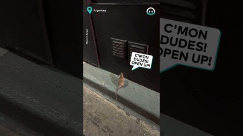 Ratatouille Escapes Restaurant || ViralHog