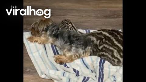 Baby Emu Cuddles With Yorkie || ViralHog