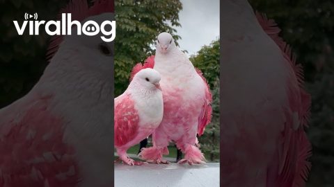 Pink Pigeons In Love || ViralHog