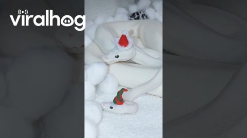 Snake And Son Wear Festive Hats || ViralHog