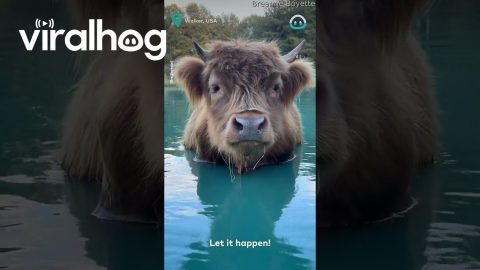 Duck and Highland Cow Besties || ViralHog
