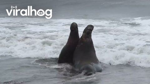 Elephant Seal Bull Fight for Dominance || ViralHog