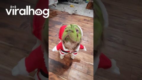 Dog Dressed Up As Christmas Grinch || ViralHog