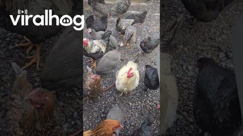 Chickens Follow Delivery Driver to Truck || ViralHog