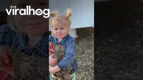 Can We Keep This Chicken Forever || ViralHog