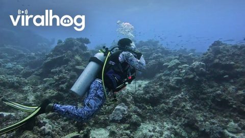 Bored Scuba Diver Plays With Plastic Bottle || ViralHog