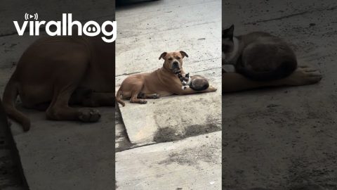 Supposed Enemies Found Cuddling Together || ViralHog