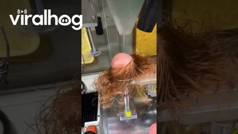 Satisfying Sewing Of Doll Hair || ViralHog