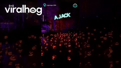 Hundreds Of Jack O'Lanterns || ViralHog