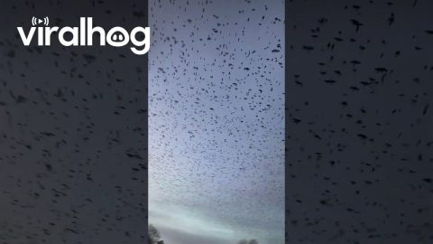 Thousands Of Birds Fly North Over New Jersey || ViralHog
