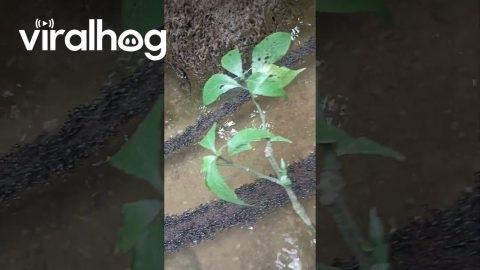 Ants Form Highway Across River || ViralHog