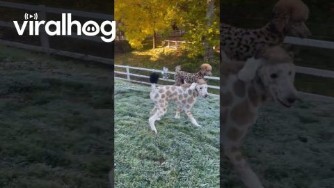 Creatively Groomed Poodles Play In Morning Frost || ViralHog