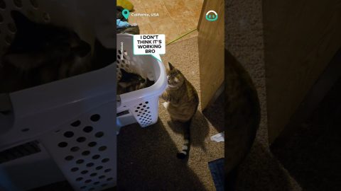 Cats Perform Strange Ritual || ViralHog