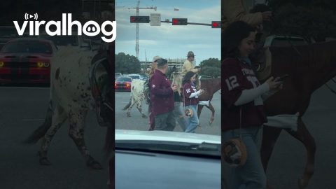 Man Rides Longhorn Cow To Game || ViralHog