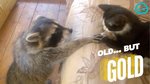 Racoon Tries To Befriend Cat || ViralHog