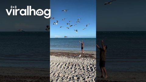 Dad Summoning Seagulls || ViralHog