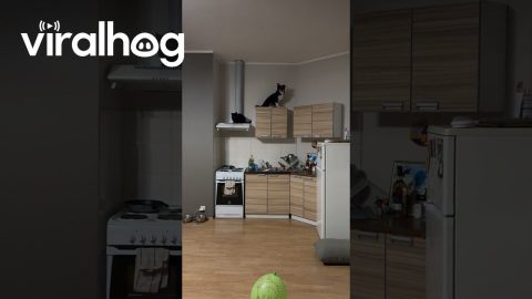 Pets Hang Out On Top Of Kitchen Cabinets || ViralHog