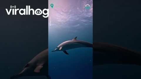 Incredible Dolphin Encounter || ViralHog