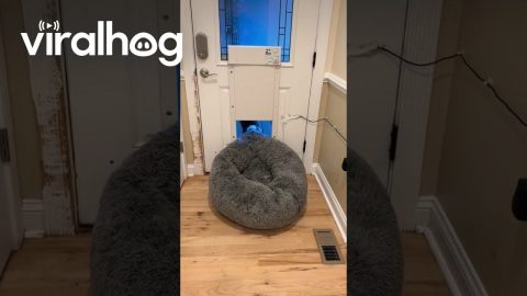 Beagle Dog Tries To Sneak Bed Outside || ViralHog