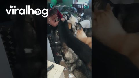 Patient Huskies Beg for a Bite || ViralHog
