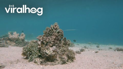 Perfectly Camouflaged Octopus On Coral || ViralHog