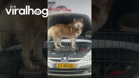 Mechanic Puppers Reporting for Duty || ViralHog