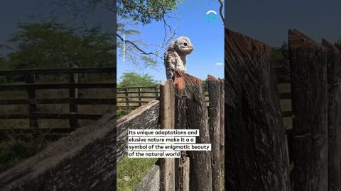 Ghost Bird Spotted After 15 Years || ViralHog