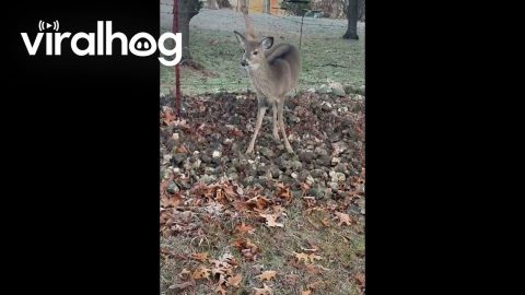 Man Rescues Deer Stuck in Barbed Wire Fence || ViralHog