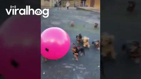 Pack of Dachshunds Playing With a Giant Ball || ViralHog