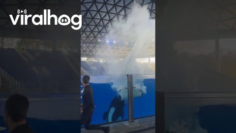 Getting Splashed by an Orca Whale || ViralHog